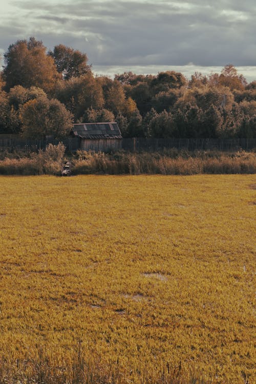 View of a Field, a Rustic House and Autumnal Trees in the Countryside 