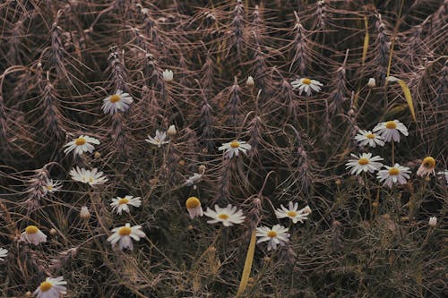 View of White Wildflowers and Dry Plants on a Field 