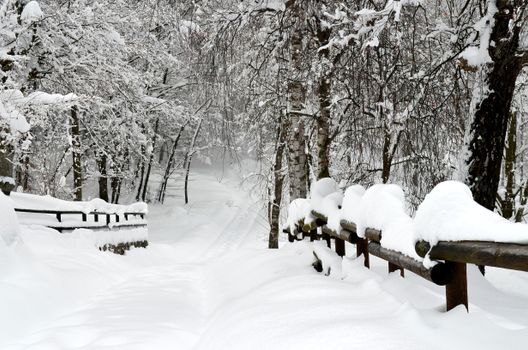Serene snowy path with trees and railings in a winter park setting.