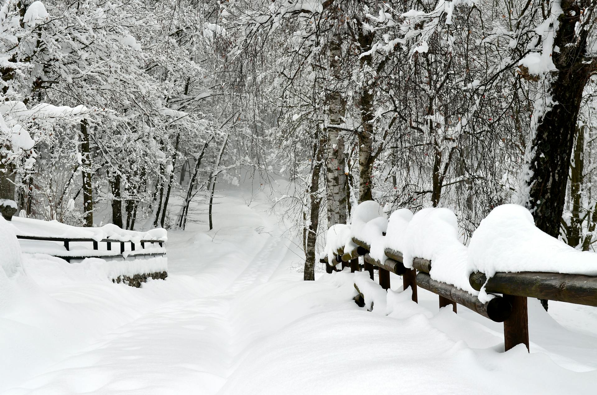 Serene snowy path with trees and railings in a winter park setting.