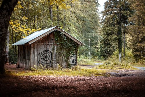Free A rustic wooden cabin with graffiti art, nestled in a serene forest surrounded by lush greenery. Stock Photo