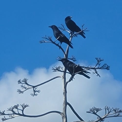 A Trio of Crows