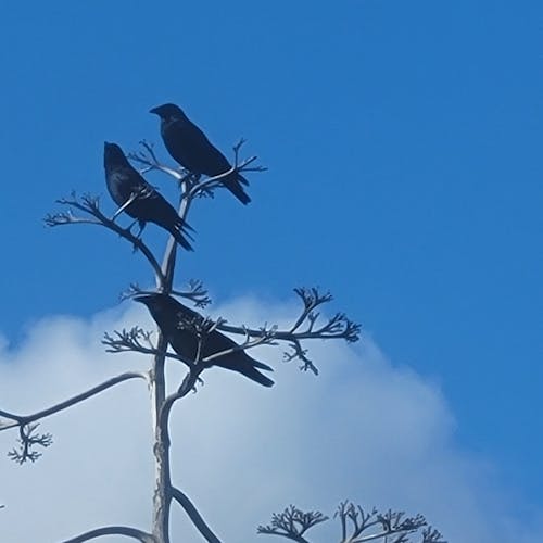 Crows Against the Sky