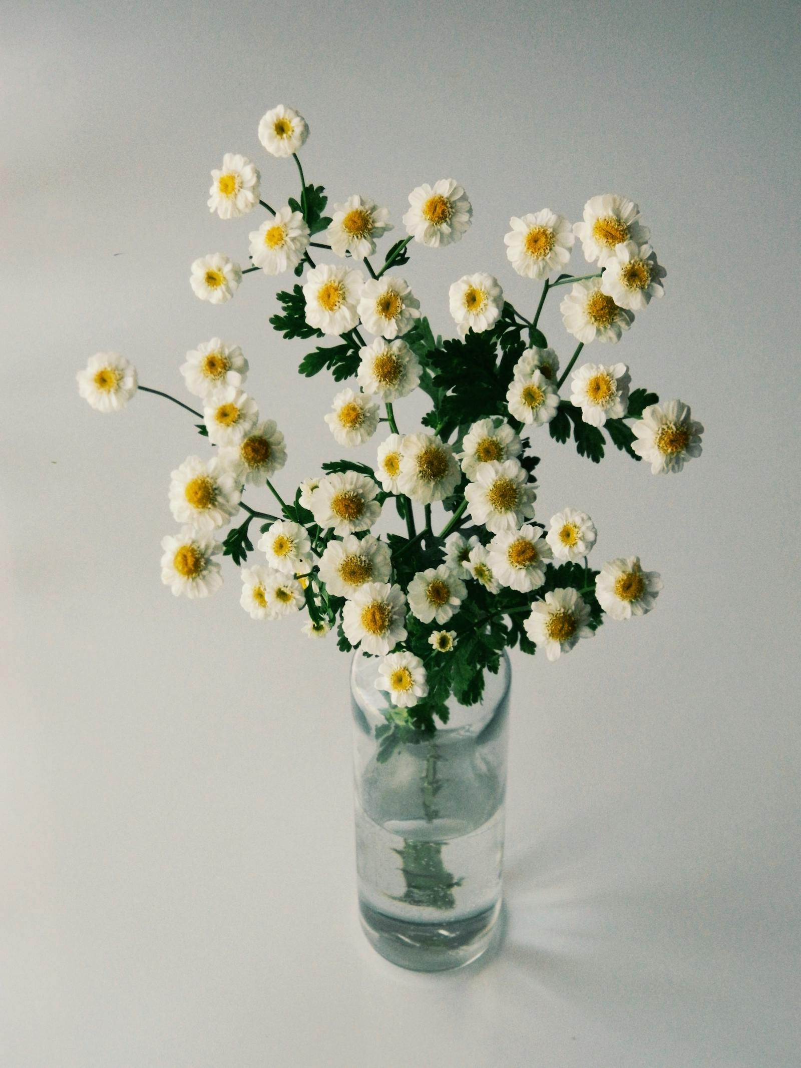 Daisies In Vase Photos, Download The Best Free Daisies In Vase Stock 