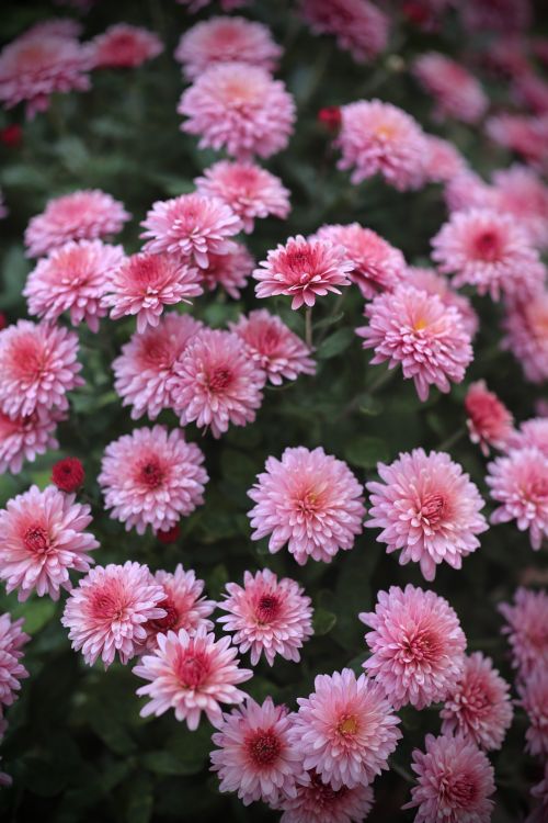 Free Close-up of vibrant pink chrysanthemums showcasing fresh blooms and natural beauty. Stock Photo