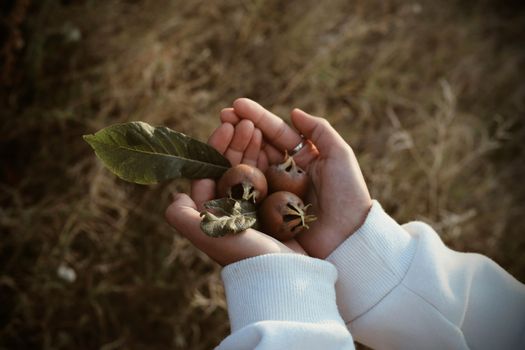 Close-up of hands gently holding ripe medlar fruits with leaves, symbolizing autumn harvest.