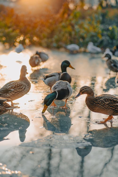 Free A group of mallard ducks standing on ice by a stream during a beautiful sunset Stock Photo