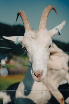 goat