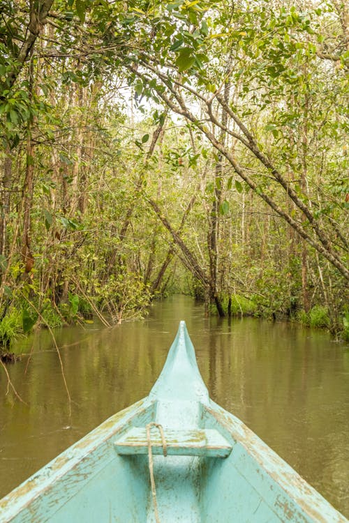 Boat in a Tropical Forest