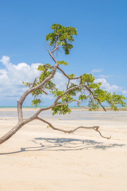 Bent Tree on Beach