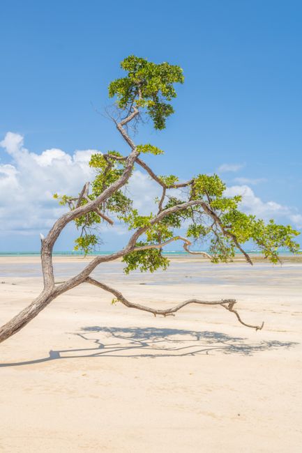 A picturesque beach landscape featuring a single bent tree against a clear, bright blue sky.