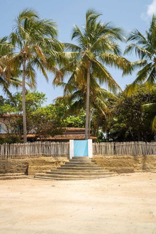 Palm Trees on Tropical Beach