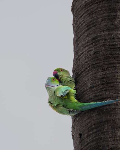 Green Parrots on a Tree