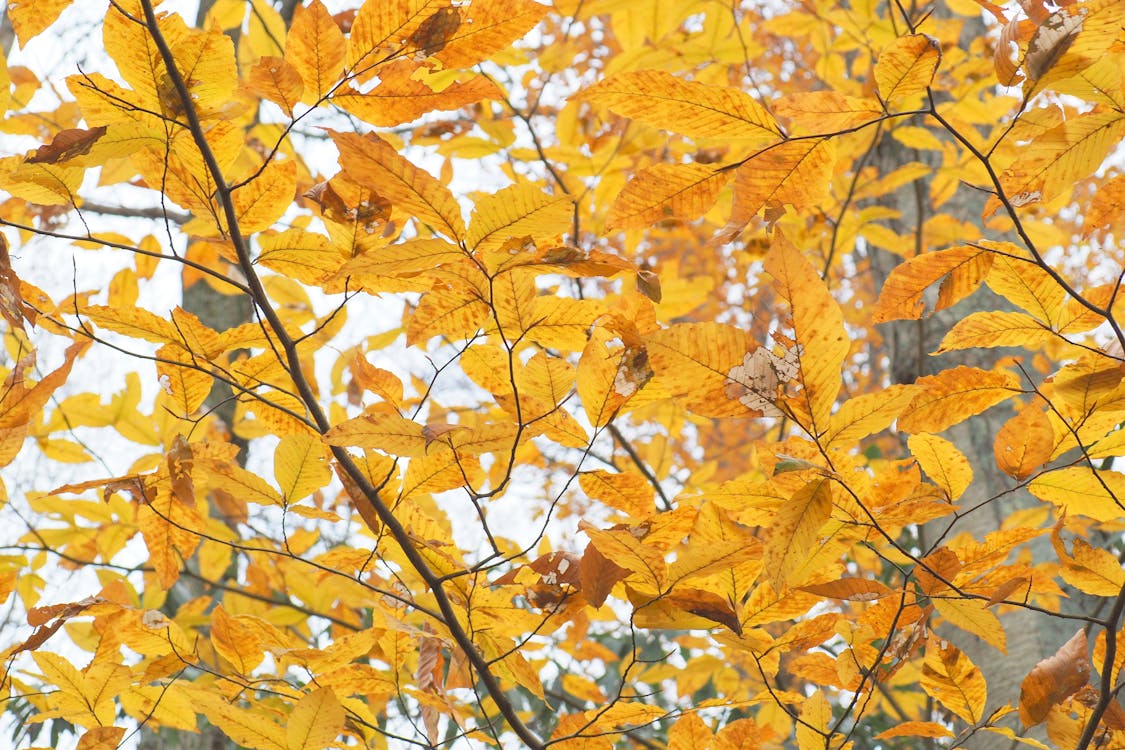 Photos gratuites de arbre, automne, bois