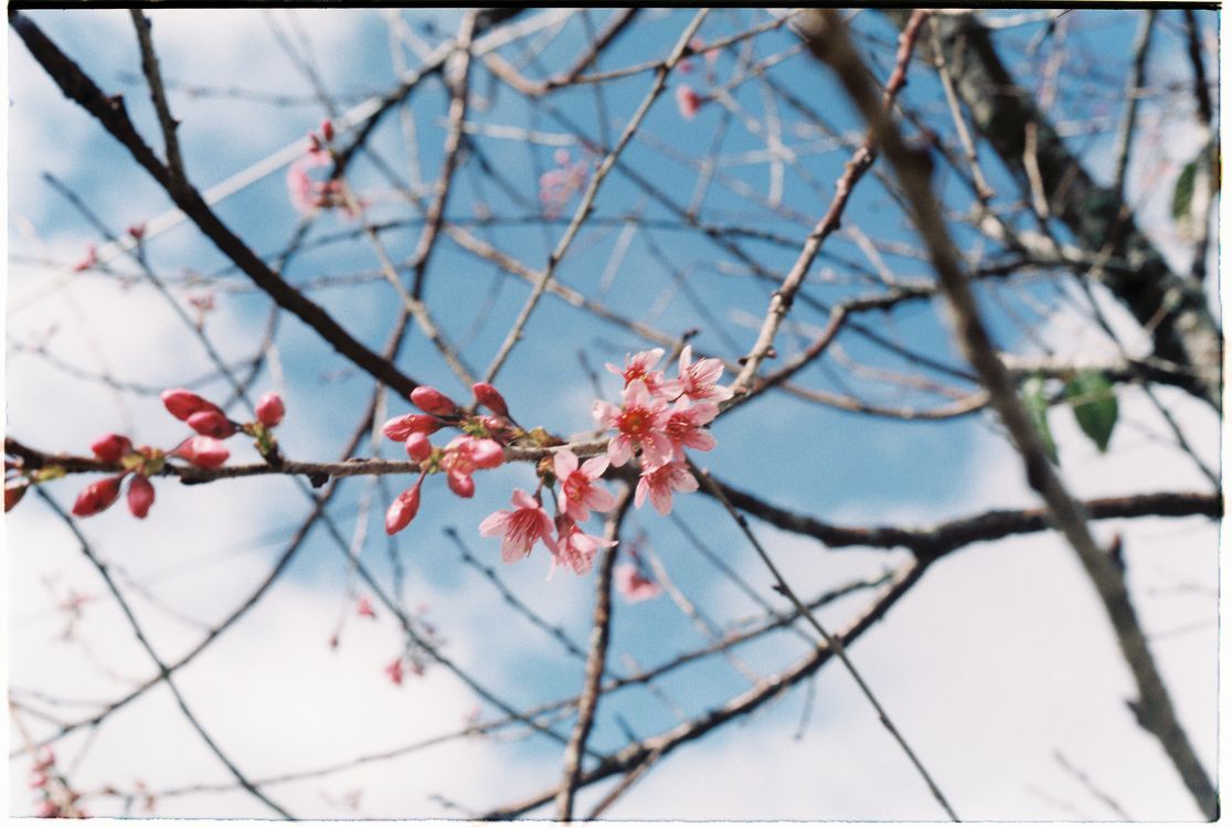 Cherry Blossoms on a Branch · Free Stock Photo