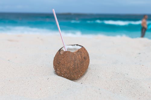무료 모래에 갈색 코코넛 스톡 사진