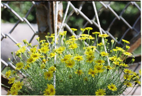 Close up of Yellow Flowers