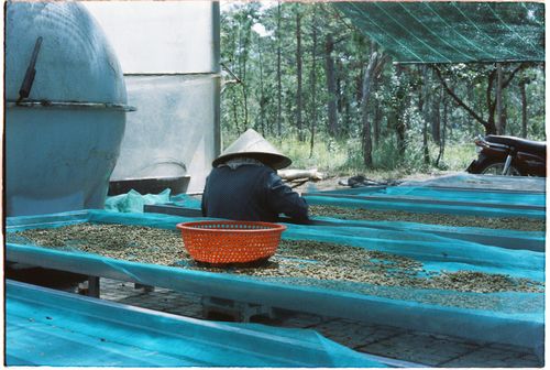 Free An Asian farmer wearing a traditional hat sorts seeds on a rural plantation under summer sun. Stock Photo