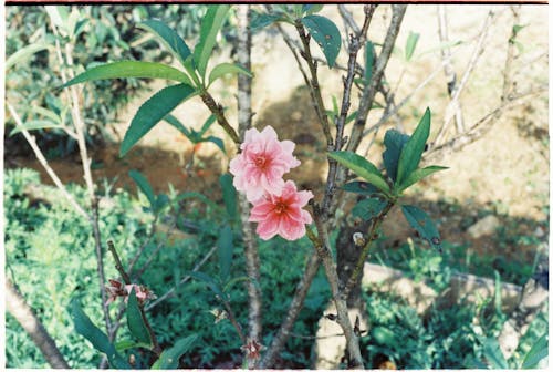 Foto stok gratis belukar, berwarna merah muda, bunga-bunga