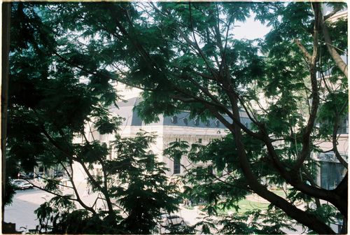 Free City buildings partially hidden by lush tree branches under daylight, capturing urban nature. Stock Photo