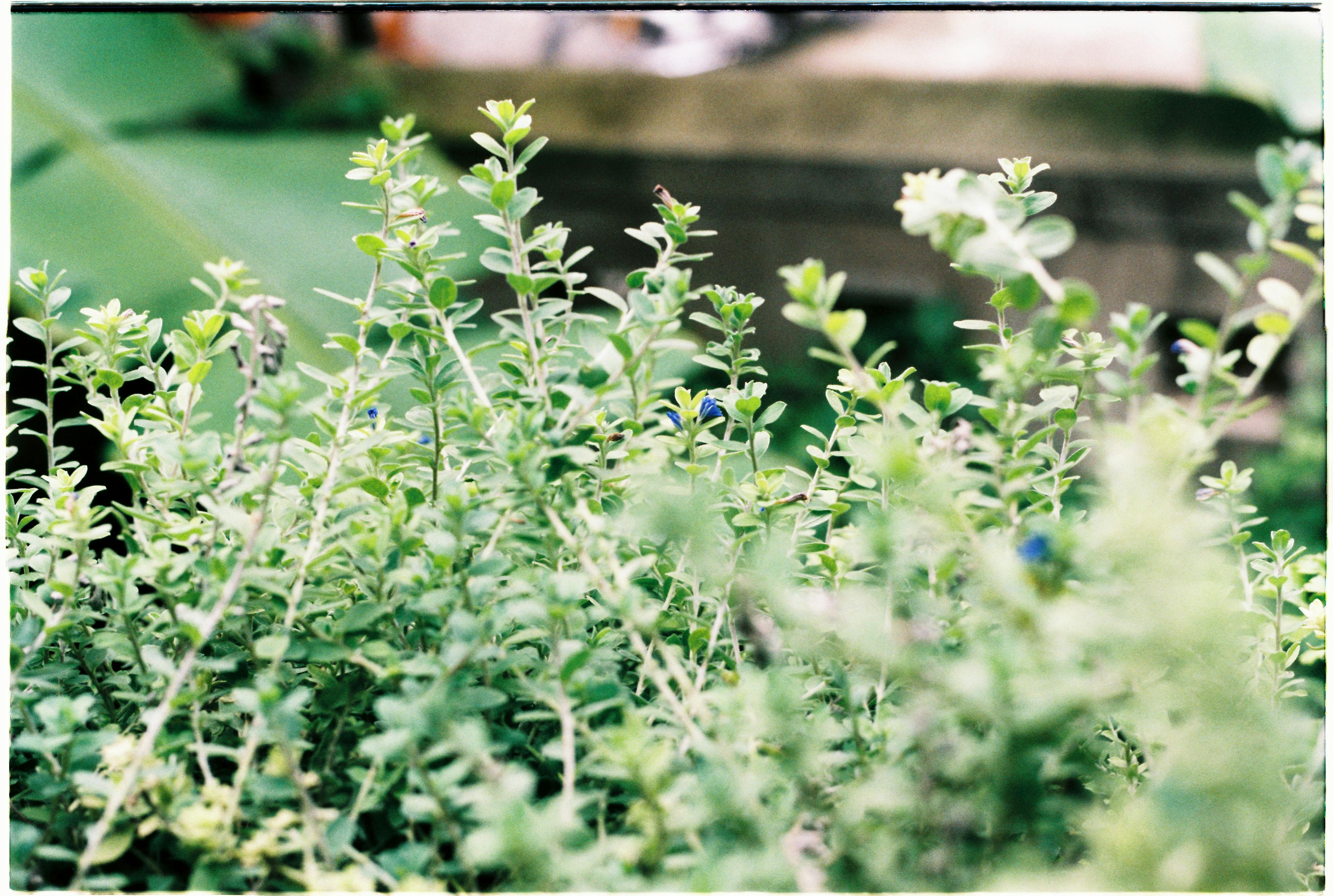 Plant And Herbs Photos, Download The BEST Free Plant And Herbs Stock