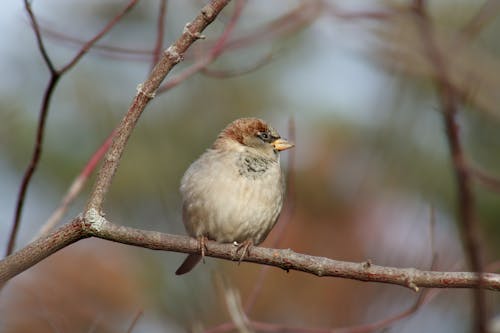 Eurasian Tree Sparrow on Branch