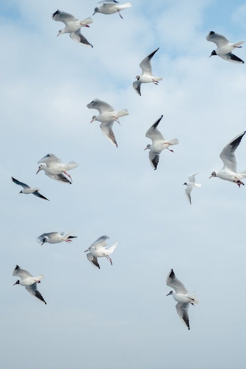 View of Seagulls Flying against a Cloudy Sky 