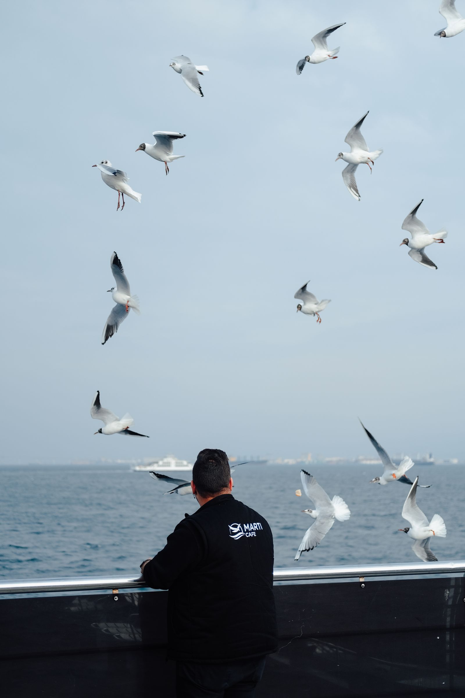 Birds Chart Photos, Download The BEST Free Birds Chart Stock Photos
