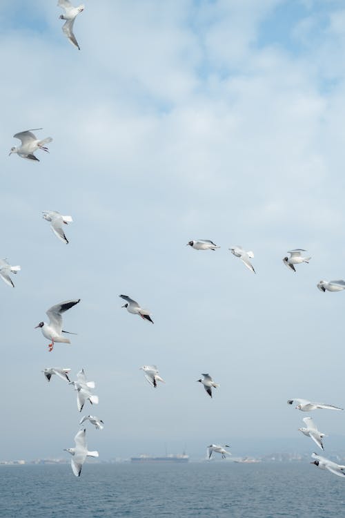 View of Seagulls Flying above the Sea 