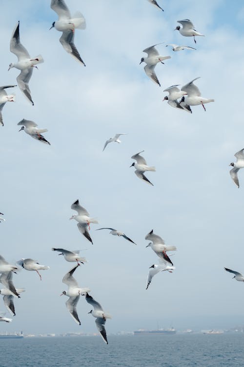 Photos gratuites de goéland, migration, mouettes