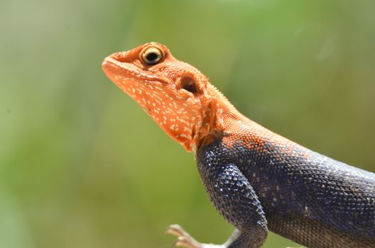Close-up of vibrantly colored lizard in Epupa, Namibia's natural habitat. Captured outdoors.