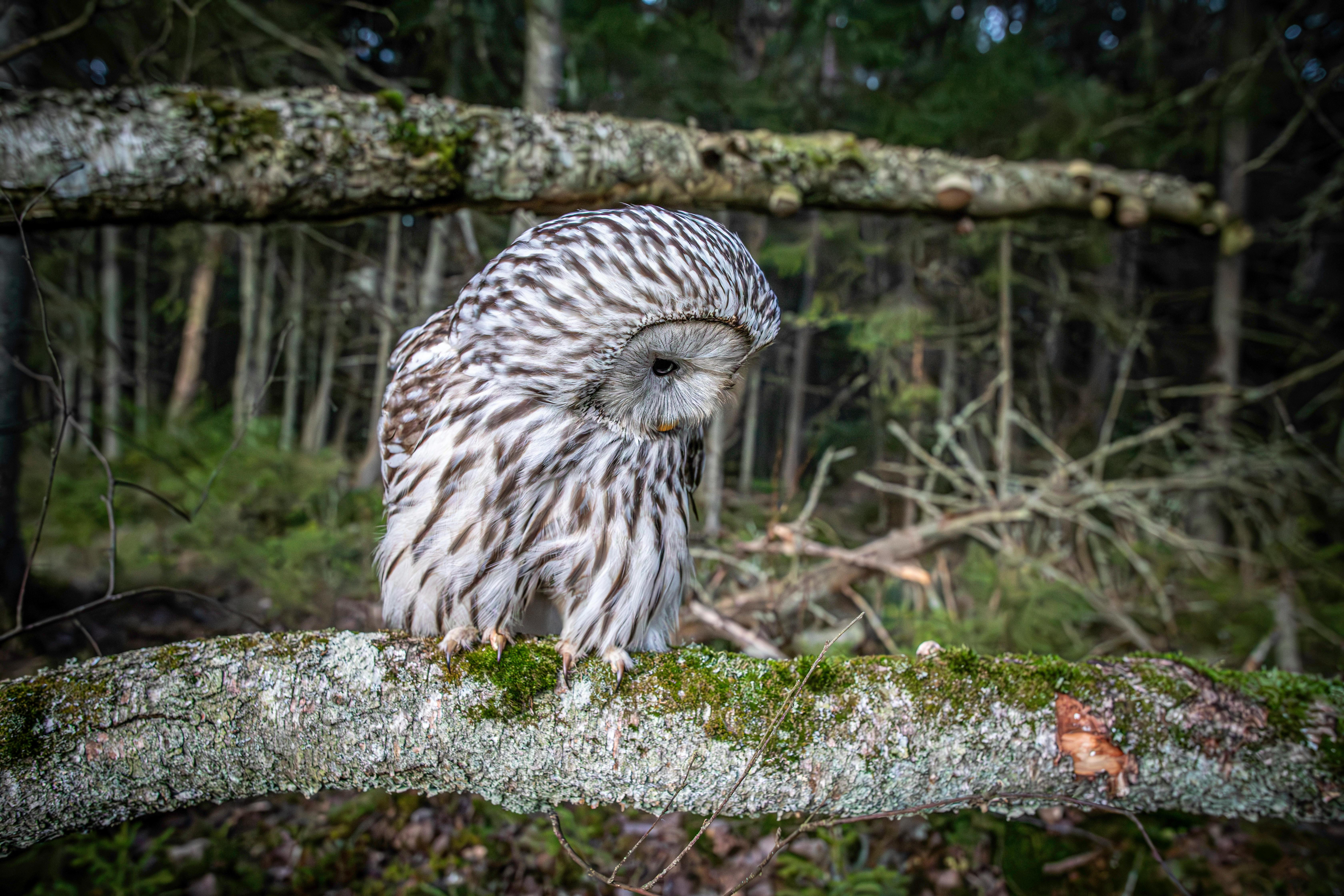 a small owl sitting on a branch in the woods