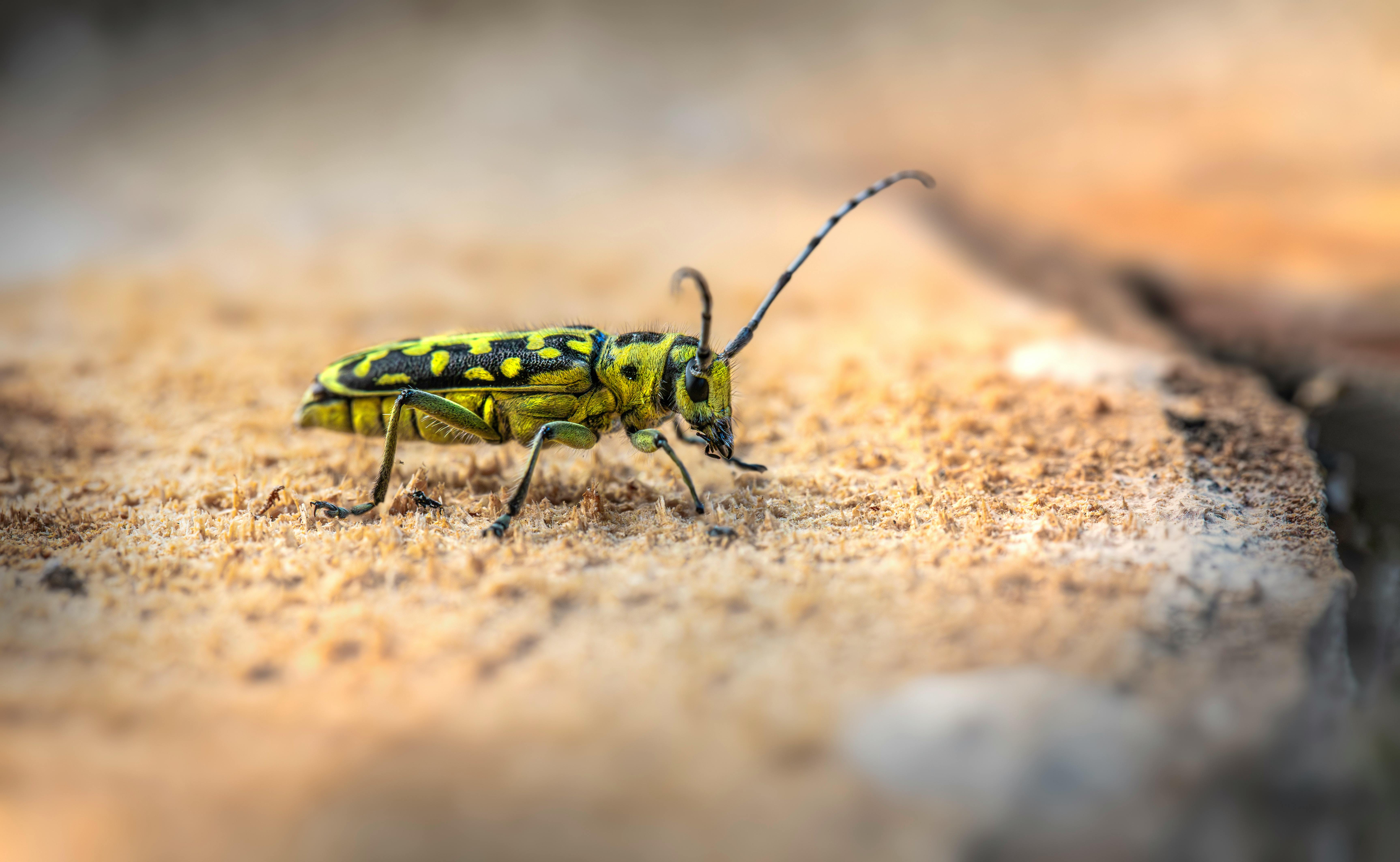 A yellow and black bug sitting on a piece of wood