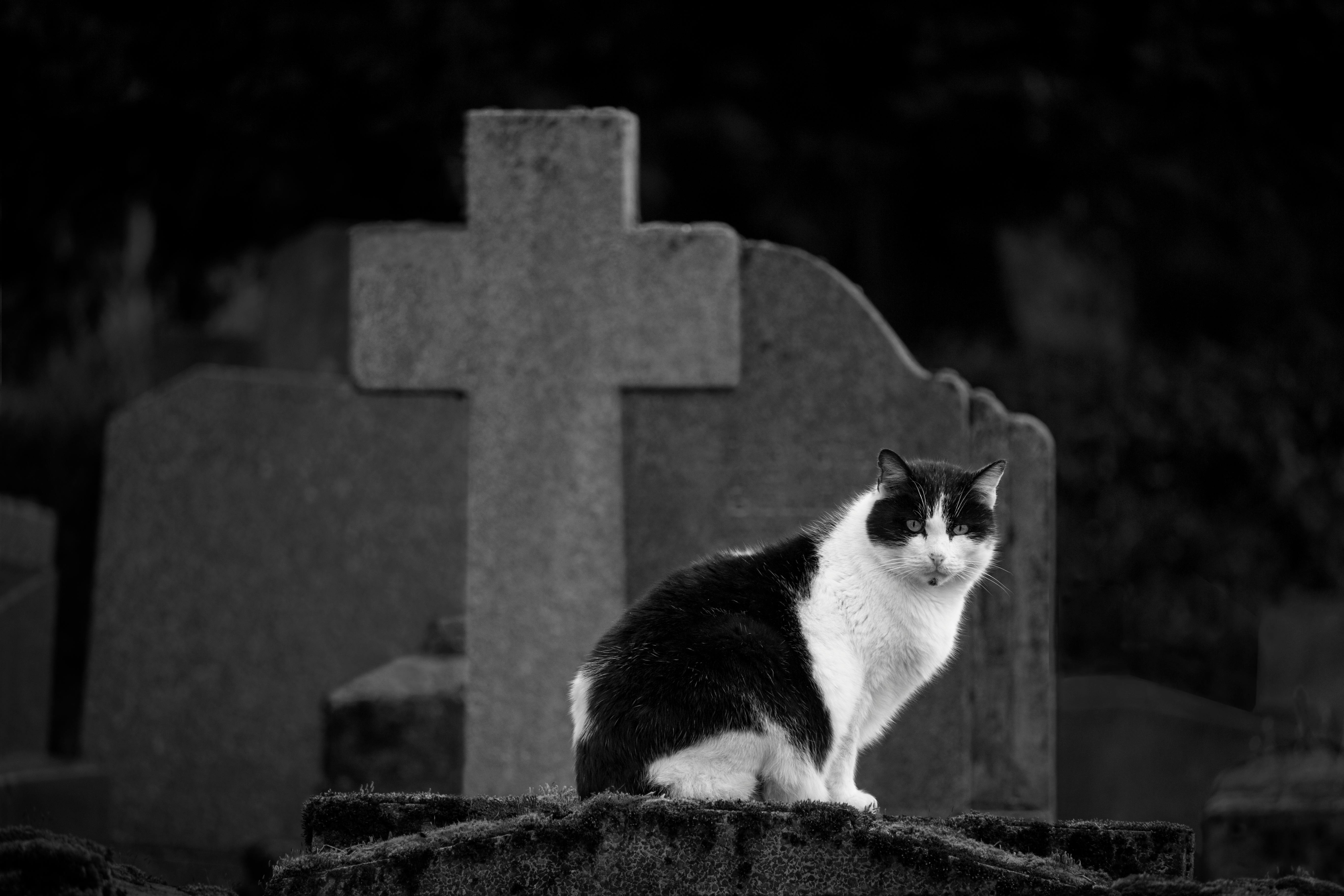 Sad Cat Photos, Download The BEST Free Sad Cat Stock Photos & HD Images