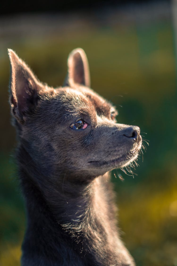 Portrait Of A Small Dog Standing Outside