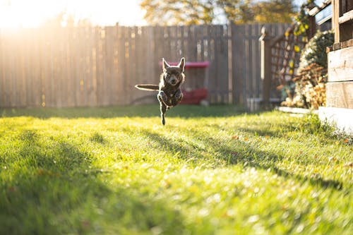 Gratis lagerfoto af chihuahua, dyrefotografering, græs