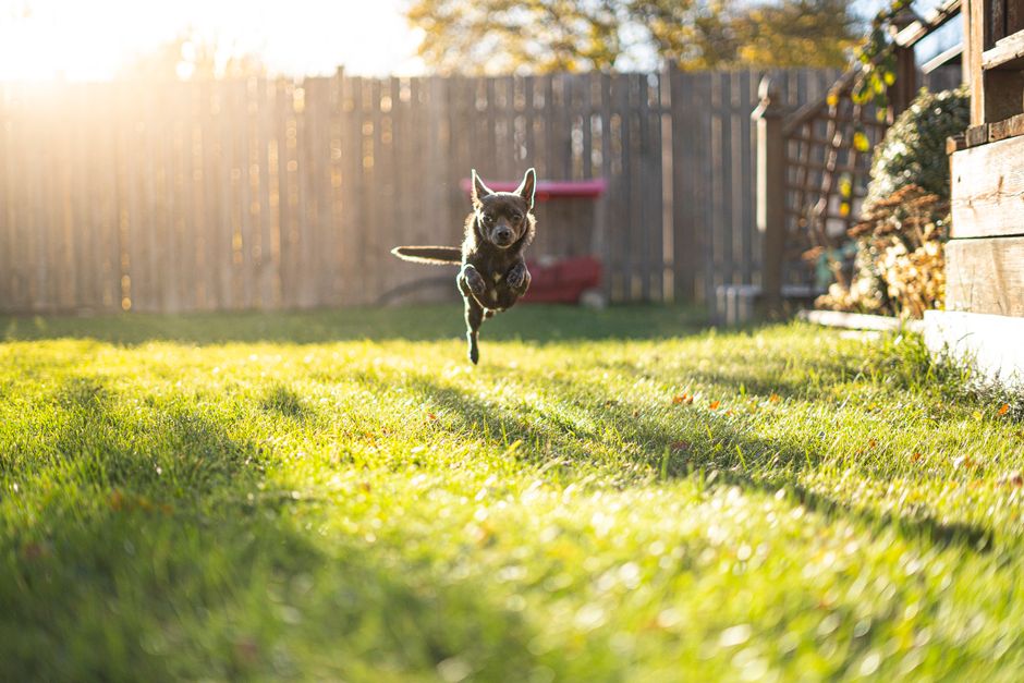 A playful Chihuahua jumps midair in a sunlit garden, showcasing its liveliness and energy.
