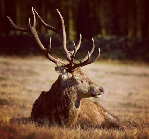 Free Red Deer Lying on Grass Stock Photo