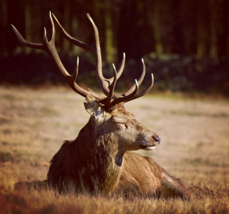 Red Deer Lying On Grass