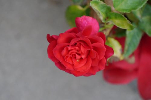 Free stock photo of blume, red, rose