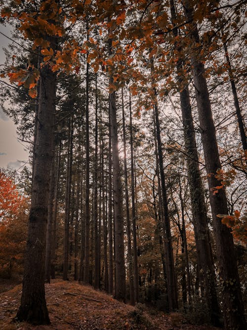 Tree Trunks in the Autumn Forest