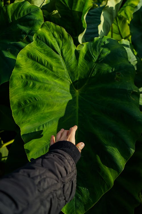 Big Green Leaf in a Jungle 