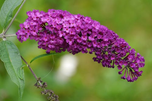 Fotos de stock gratuitas de flor