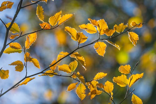 Tree Branch with Leaves in Autumn Color 