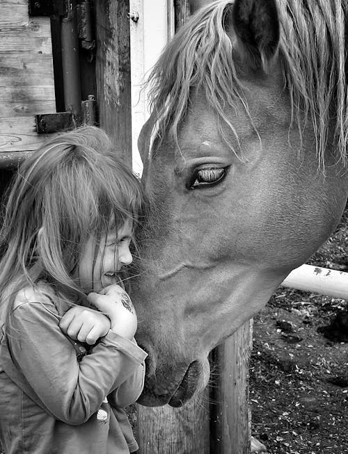 Δωρεάν στοκ φωτογραφιών με αγρόκτημα, άλογο, ασπρόμαυρο