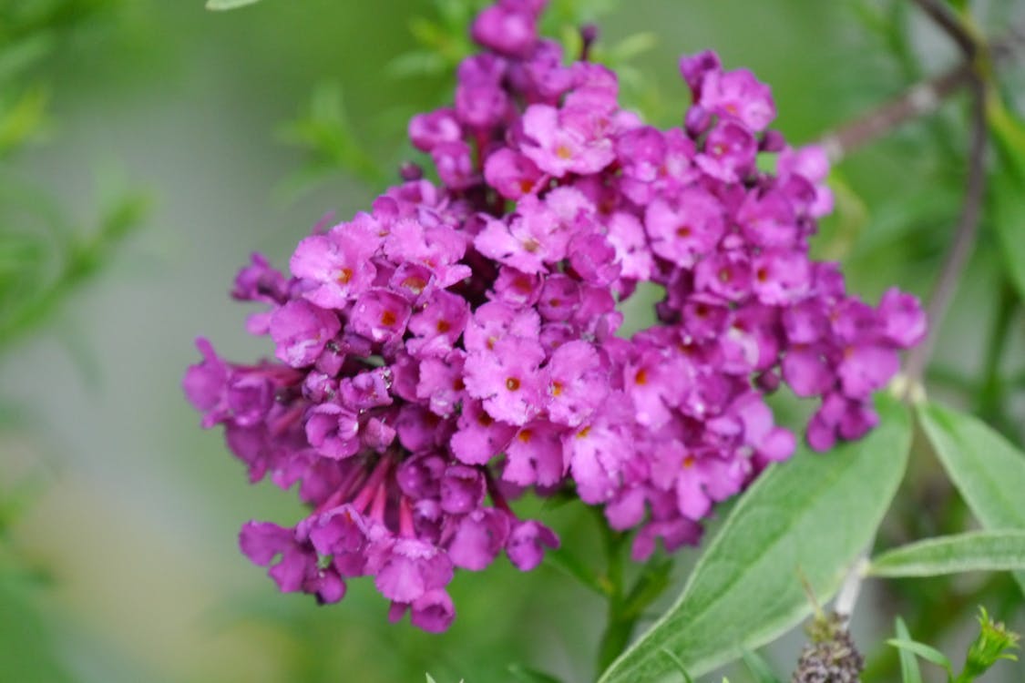 Fotos de stock gratuitas de flor