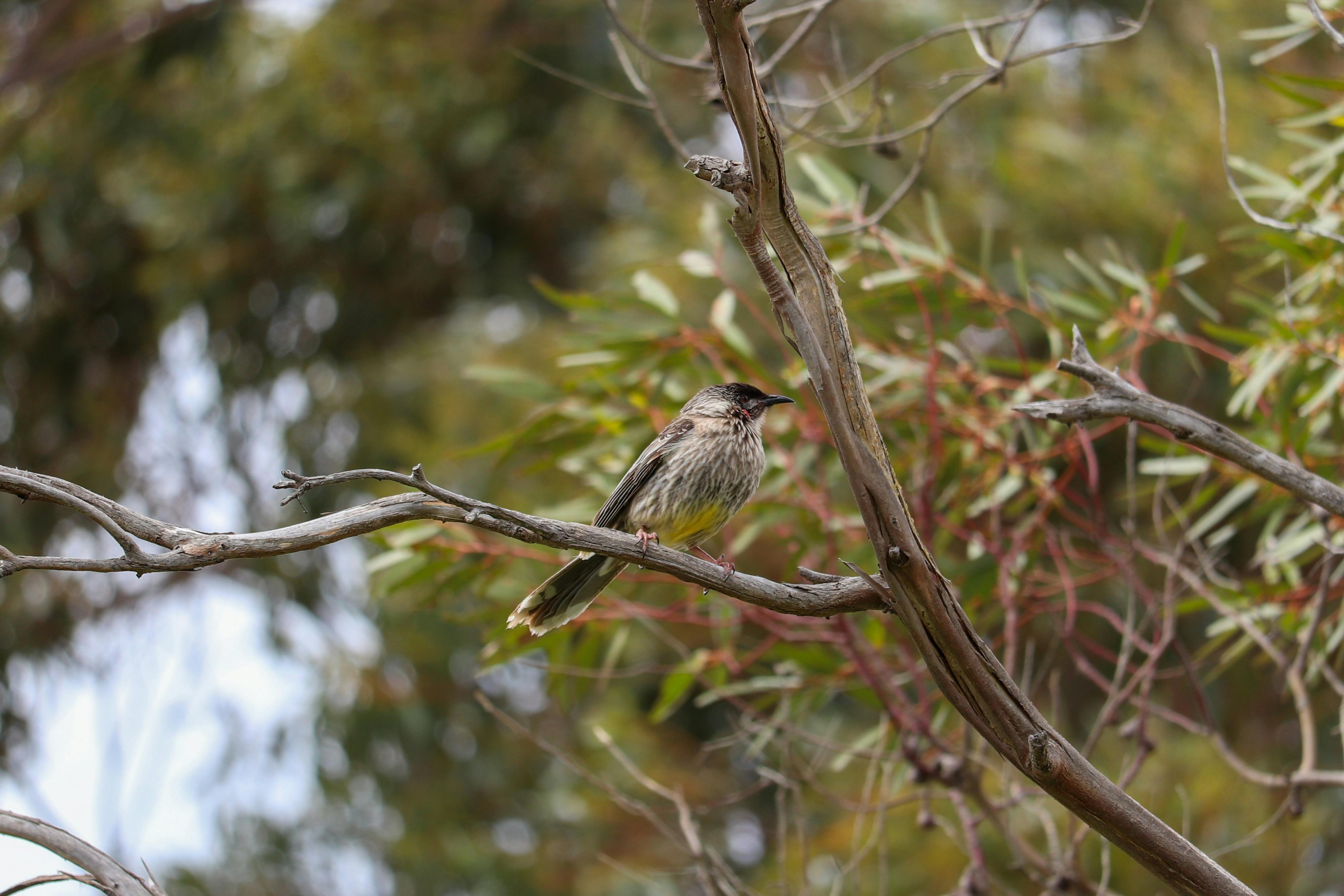 Plantas Nativas: Biodiversidad y Resiliencia para Jardines Sostenibles