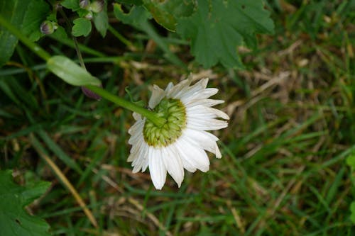 Kostnadsfri bild av blomma, graass, witheflower