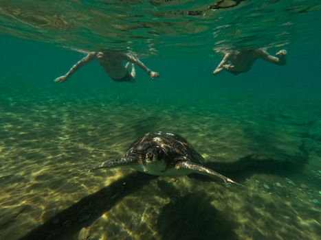 Graceful sea turtle swimming underwater alongside people in Agios Nikolaos, Cyprus.