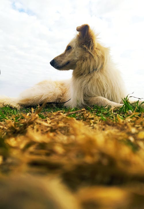 Dog on a Meadow in Fall
